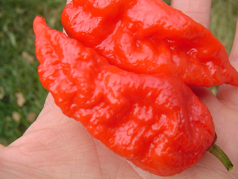 https://en.wikipedia.org/wiki/Bhut_jolokia#/media/File:Red_Bhut_Jolokia_Ghost_PepperParadise.org.JPG